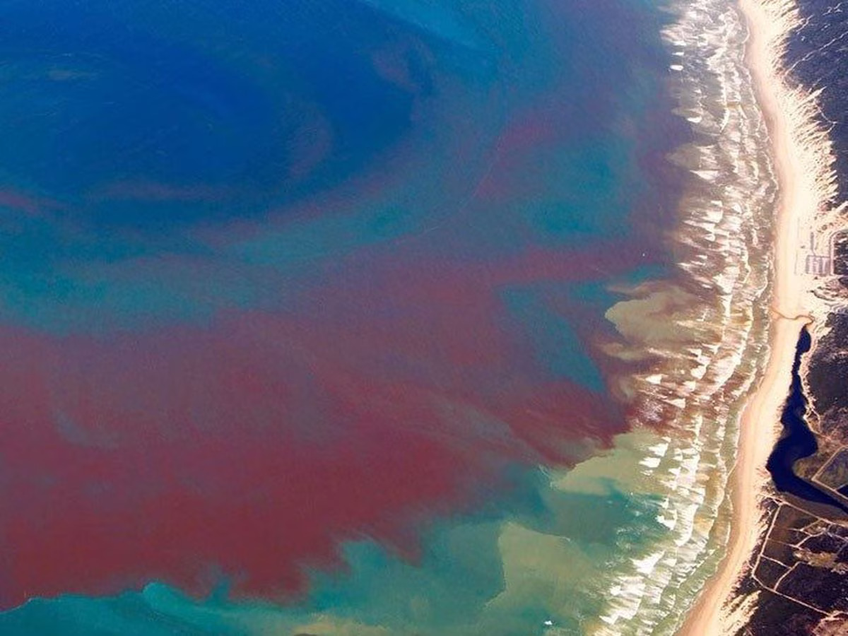 What exactly is a red tide—and how does it affect humans?