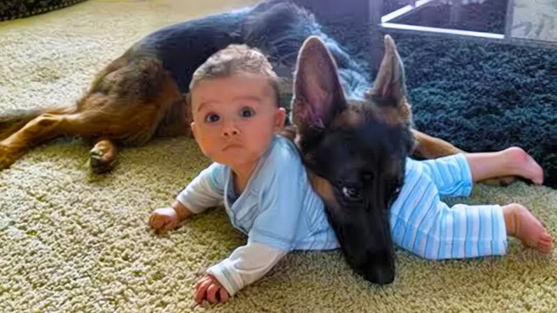 Dog Refuses To Let Baby Walk – Parents Call The Police When They Discover Why