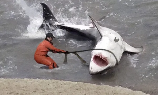 Fisherman Spot Giant Shark – You Won’t Believe What They Found Inside!