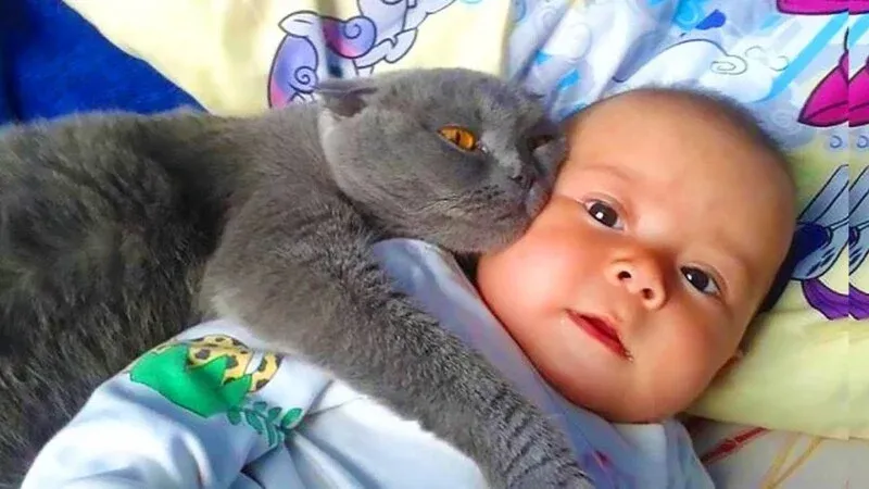 Cat Won’t Let Baby Sleep Alone – When Parents Discover Why They Call The Police