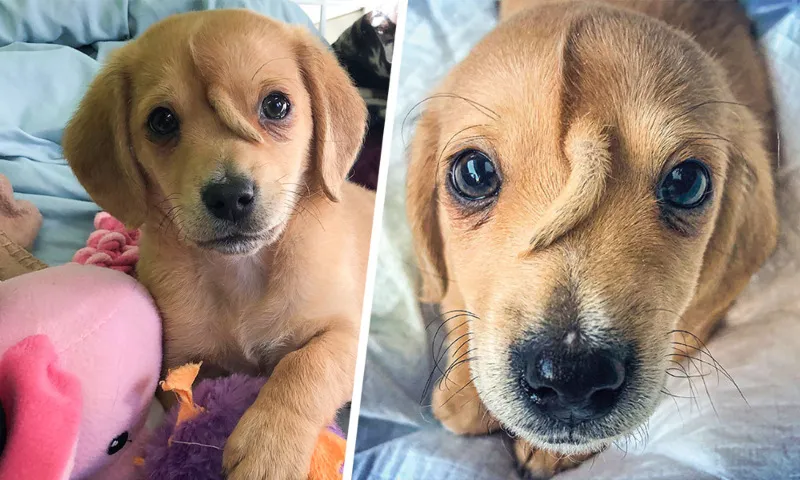 Woman Sees Strange Detail On Adopted Puppy – When She Looks Closer She Burst Into Tears